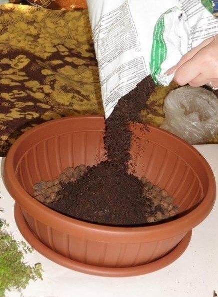 Мини-сад в горшке