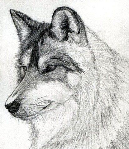 Рисуем волка