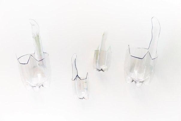 Растения в обрезанных пластиковых бутылках