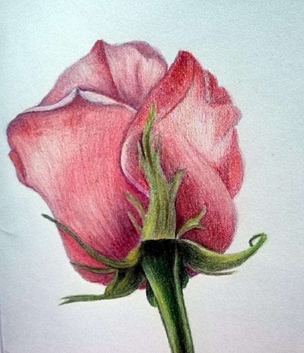 Рисуем розу карандашом: мастер-класс
