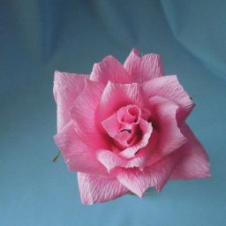 ​Пышная роза со сладким секретом