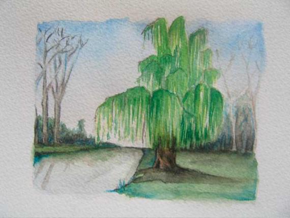 Плакучая ива акварелью