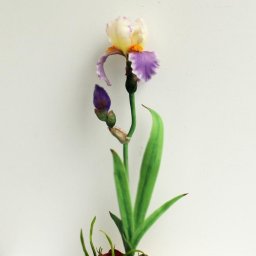 Мастерим ирис из полимерной глины