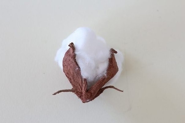 Нежные цветы хлопчатника Нежные цветы хлопчатника