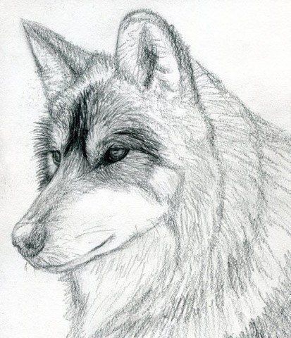 Рисуем волка
