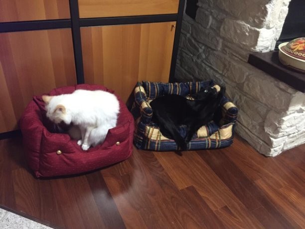 Диванчик для кота