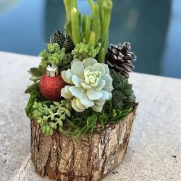 Цветочные композиции с суккулентами