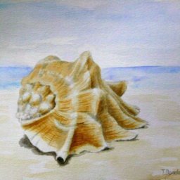 ​Рисуем красивую ракушку