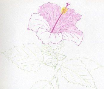 ​Рисуем прекрасный цветок: мастер-класс