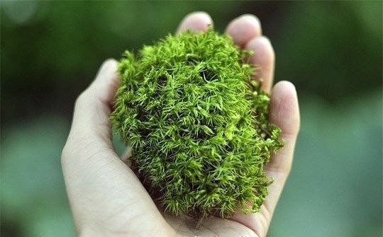 ​Вечнозеленый маленький мир