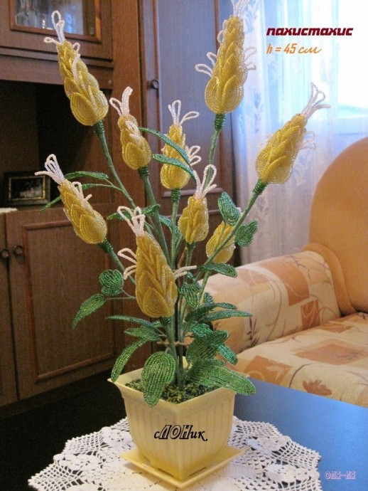 Пахистахис