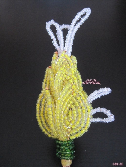 Пахистахис