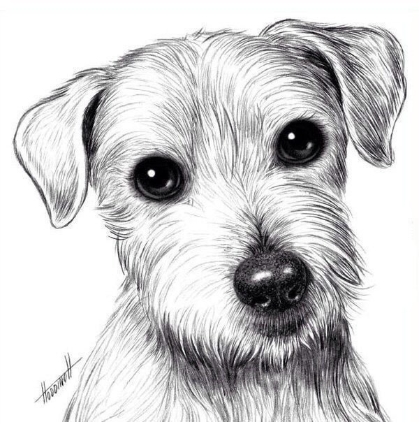 Рисуем собаку карандашом: джек рассел терьер