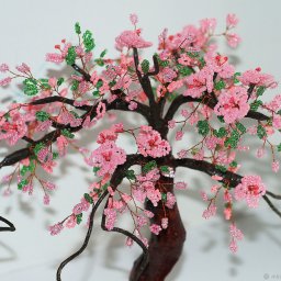 Японская сакура в цвету