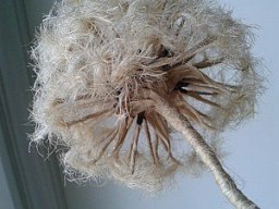 ​Изумительно правдоподобный одуванчик из джутового шпагата