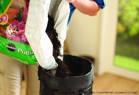 Вертикальная клумба с петунией