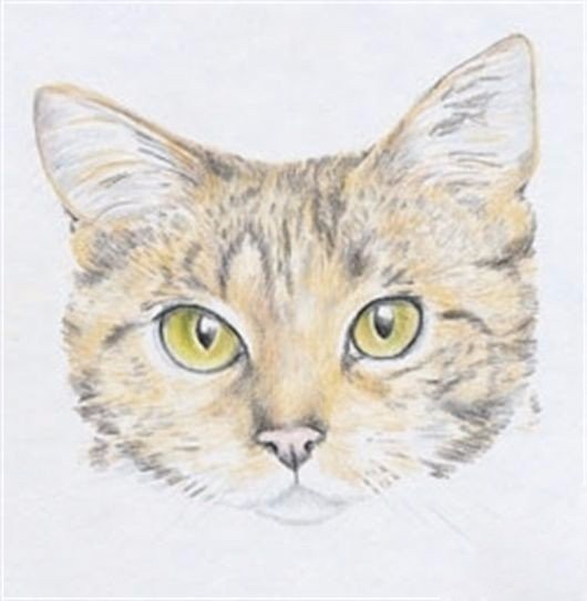 Рисуем кошку Рисуем кошку