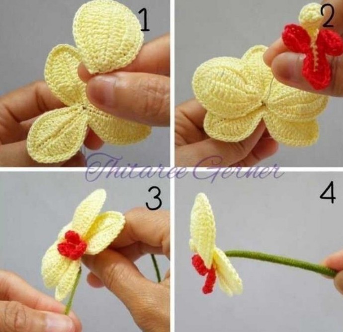 ​Орхидея крючком