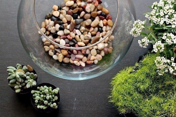 ​Создайте мини-сад с камнями и суккулентами