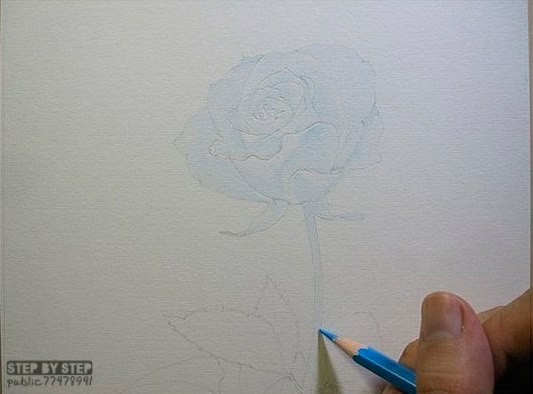 ​Чудесная роза карандашом