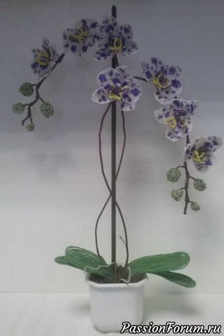 Орхидея с пятнами