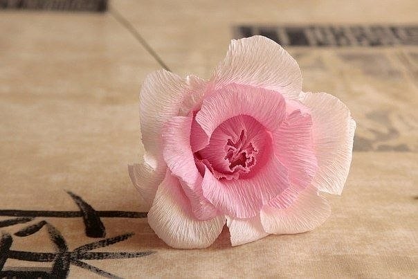 Изумительная роза из гофрированной бумаги: мастер-класс