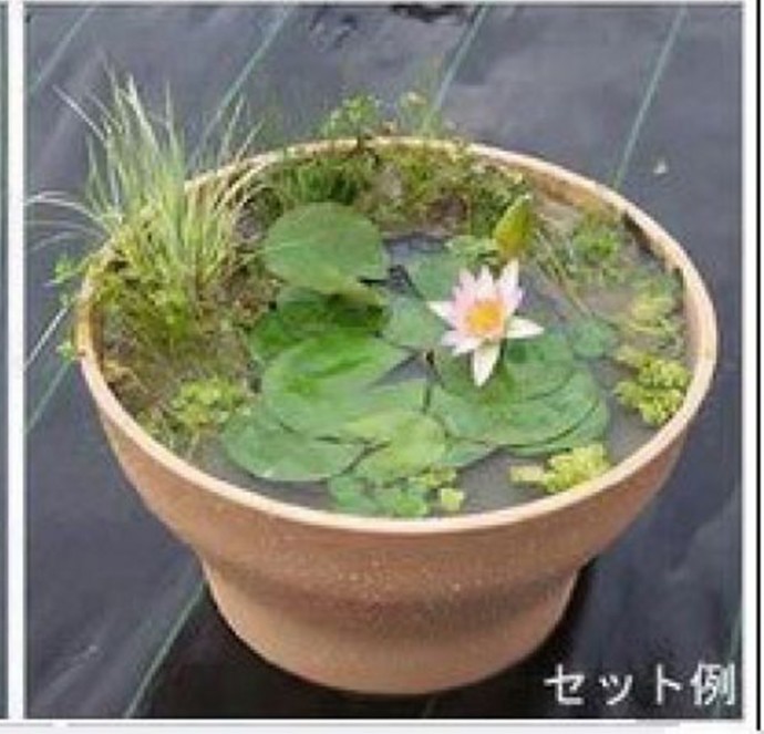 ​Пруд своими руками не выходя из дома