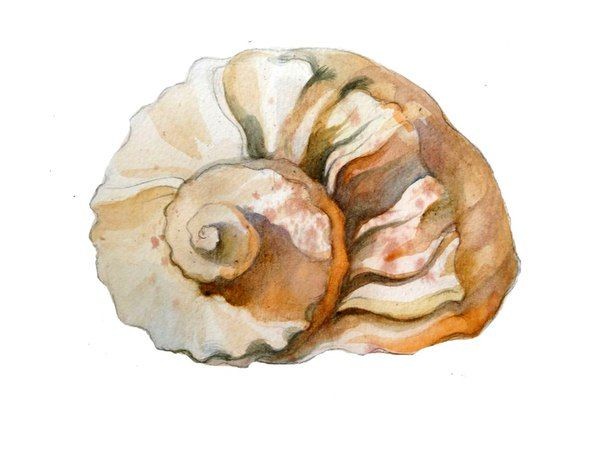 Рисуем ракушку