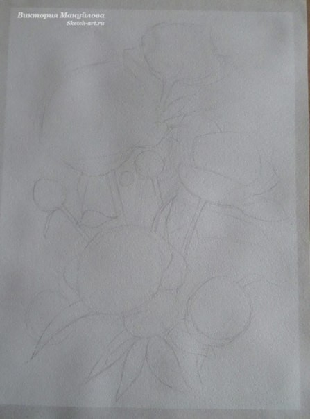 Рисуем роскошные пионы