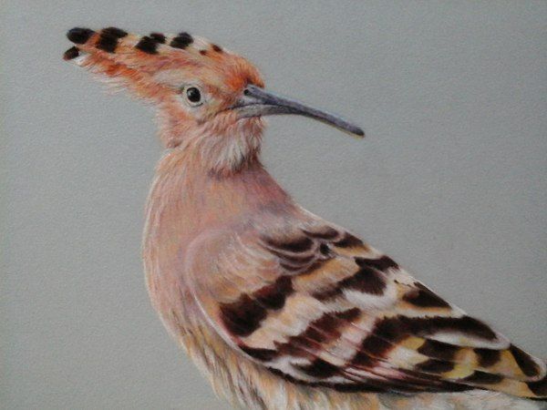 Рисуем красивую птичку