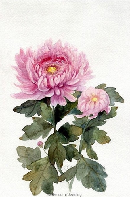 Рисуем нежно-розовую хризантему