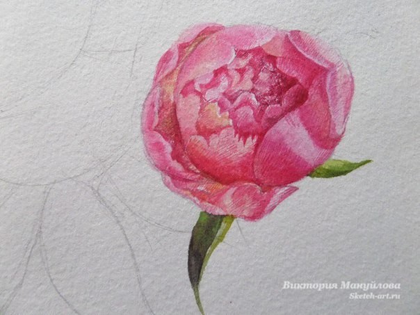 Рисуем роскошные пионы