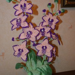 ​Розово-фиолетовые орхидеи