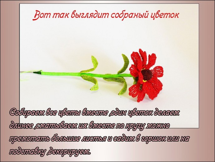 Прекрасный гелениум