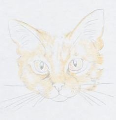 Рисуем трехцветную кошку