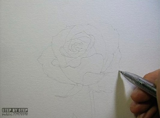 ​Чудесная роза карандашом