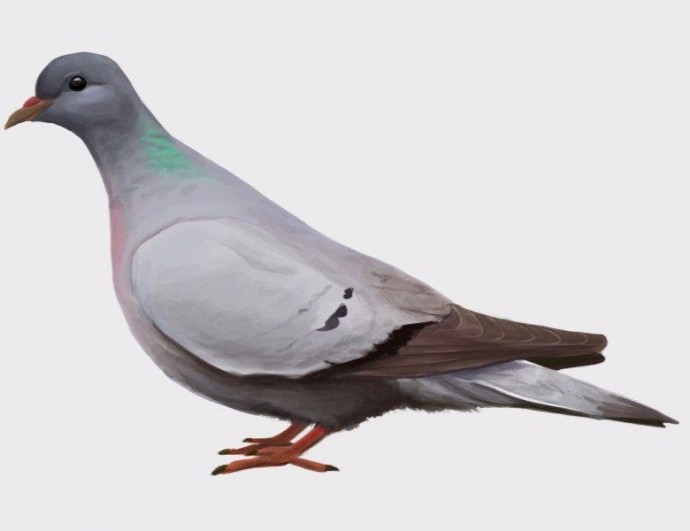 Как нарисовать невероятно красивого голубя: мастер-класс