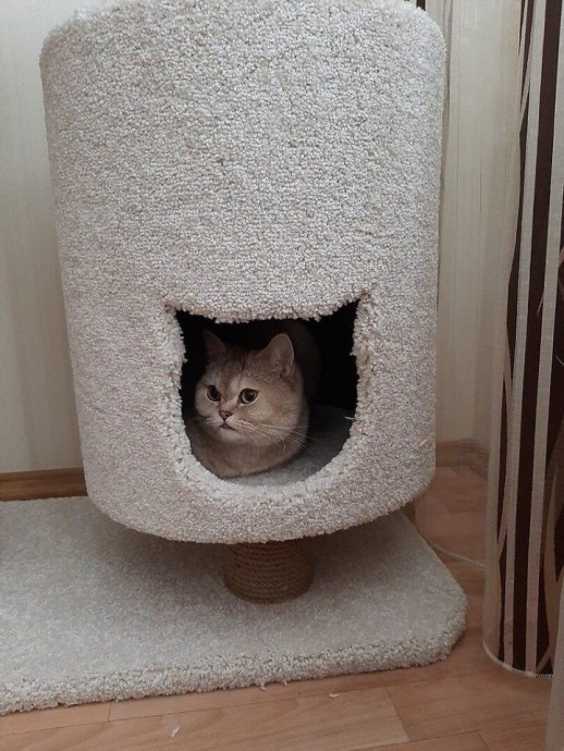 Домик для любимого кота Домик для любимого кота