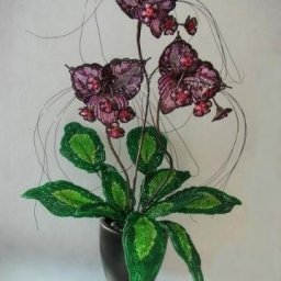 Такка "Летучaя мышь"