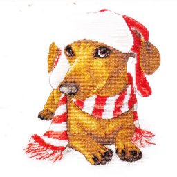 ​Очаровательная собачка