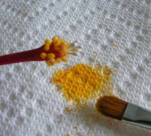 Создаем гибискус