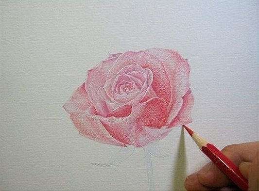 ​Чудесная роза карандашом