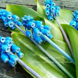 Мускарики (мышиный гиацинт)