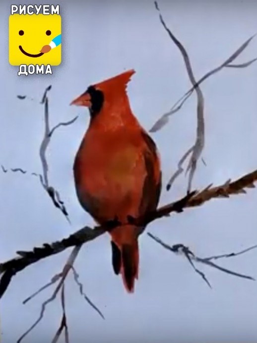 Рисуем красного кардинала: мастер-класс