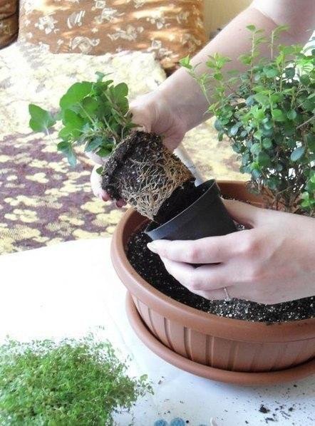 Мини-сад в горшке