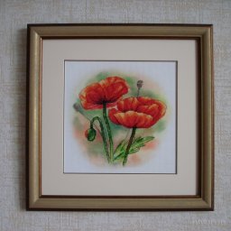 ​Роскошные маки