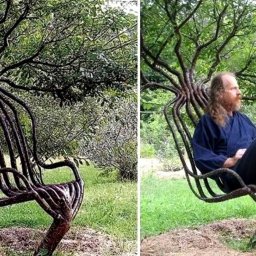 Необычные деревья