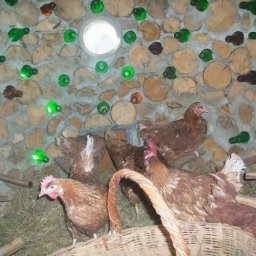 Оригинальный дровяной чудо-курятник своими руками