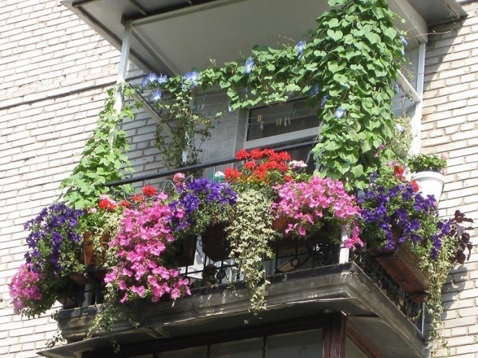 ​Идеи оформления балконов цветами