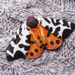 ​Осенний мотылёк из полимерной глины